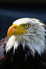 Bald headed eagle portrait picture at the Birds of Prey Center in Coledale Alberta Canada.