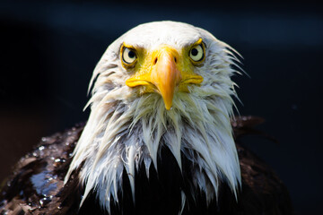 Zoom in on a bald headed eagle hunting on a rainy day with wet feathers in Alberta Canada.
