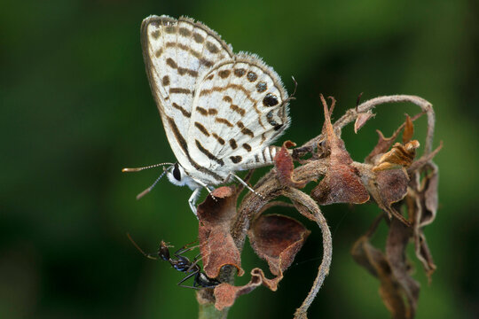 Plains cupid butterfly, Luthrodes pandava, Satara, Maharashtra, India