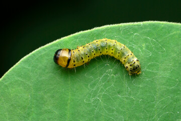 Catterpiller of moth, Bombyx mori, Satara, Maharashtra, India