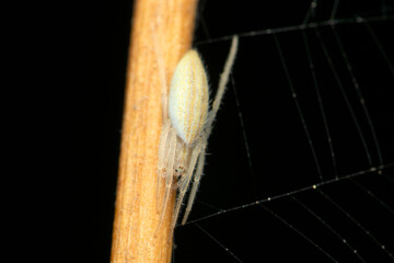Common rice spider, Larinia phthisica, Satara, Maharashtra, India