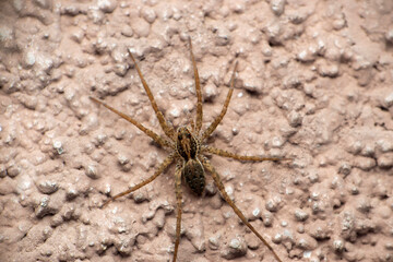 common wolf spider, Lycosa tarantula, Satara, Maharashtra, India
