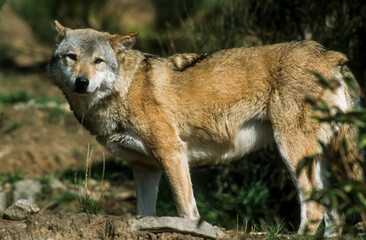 Loup, Canis lupus