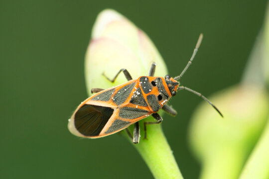 Boxelder bug insect, Boisea trivittata, Satara, Maharashtra, India