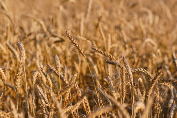 Spikelets of wheat or barley in a field during sunset on a blurred background. Shallow depth of field.