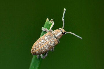 Tiny weevil beetle, Curculio elephas, Satara, Maharashtra, India © RealityImages