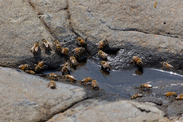 Honey bee drinking water during the journey of collecting  pollen and nectar.