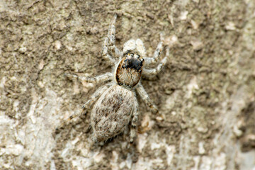 Dorsal close-up of female jumping spider, Menemerus bivitattus, Satara, Maharashtra, India