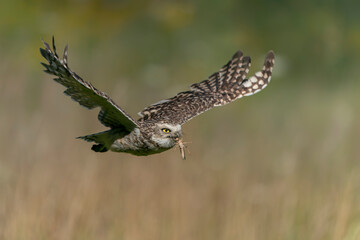 Burrowing owl (Athene cunicularia) in flight with a preh (grashopper). With Wings Spread. Summer background.                                                             