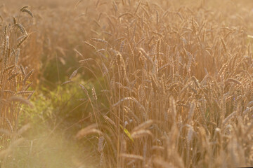 Spikelets of wheat or barley in a field during sunset on a blurred background. Shallow depth of field.