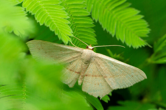 White moth , Eudeilinia herminiata, Satara, Maharashtra, India