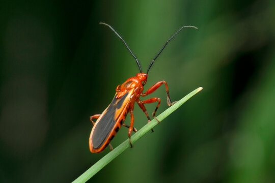 Assassin Bug, Pselliopus species., Satara, Maharashtra, India