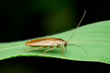 Side view of cockroach, Periplaneta americana, Satara, Maharashtra, India