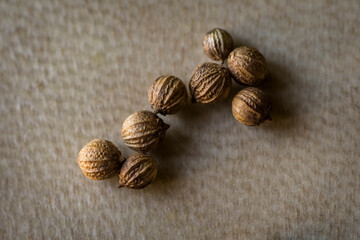 Group of coriander seeds next to each other with some space around over a leather plain background