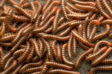 Indian Fire Millipede, Aphistogoniulus Species, Satara, Maharashtra, India
