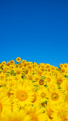 青空とひまわり　縦構図