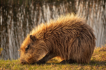 Full body shot of a wet capibara eating grass below the afternoon sun in Las Flores lagoon, Buenos Aires, Argentina. Carpincho, Hydrochoerus hydrochaeris 