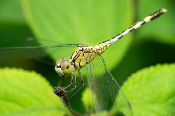 Wondering slider dragonfly, Pantala flavescens, Satara, Maharashtra, India