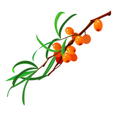 sea buckthorn branch, vector image, on a white background