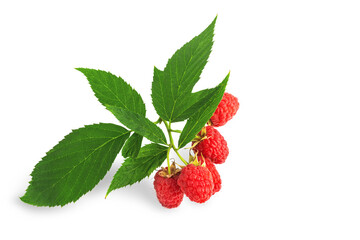 brush of red raspberry berries, isolate on a white background