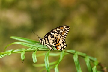 Fototapeta na wymiar butterfly on a stalk