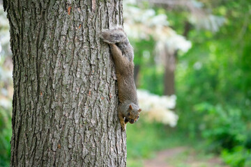 Cute squirrel staring on a tree