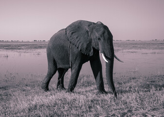 Fototapeta na wymiar Elefante 