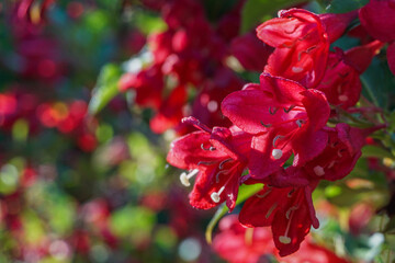 Red Weigela blossoms on a bush