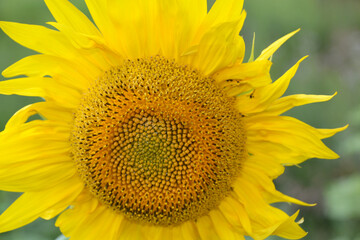 Obraz premium bright yellow sunflower close-up, macro