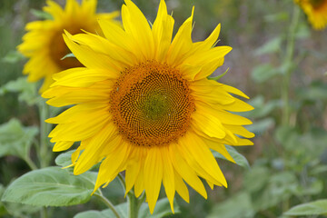 Naklejka premium bright yellow sunflower close-up, macro