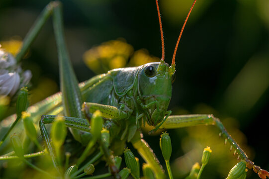Macro shot of a common green grasshopper on a plant