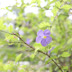 Bush Clock Vine purple flower close up