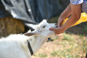 Closeup  white goat drinking milk through the pacifier , village wildlife