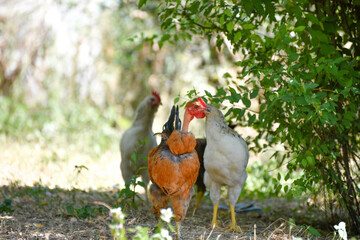 Group of  hens on the farm, summertime countryside routine,wildlife photo