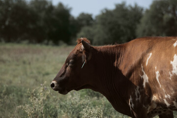 Rustic profile portrait of texas longhorn calf closeup.