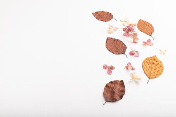 Composition with yellow and brown beech autumn leaves and hydrangea flowers. mockup on white background. side view, copy space.