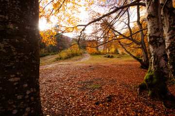 The countryside landscape of autumn forest in the mountains