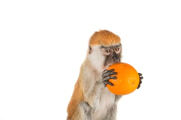 Little cute monkey eating a orange fruit