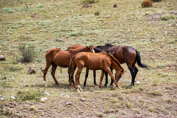 Fototapeta premium horse and foal in field