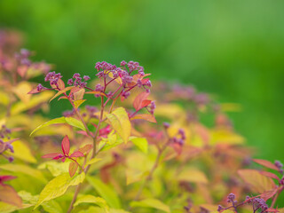 Branches of bushes with young green and red leaves in the sunset light.