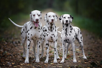 Three Dalmatians on the park alley