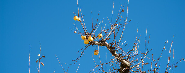 Ripe apples on a leafless tree against a blue sky