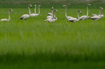 Group of flamingoes with heads up on the ricefield