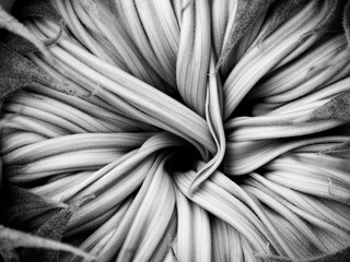 macro photography of sunflower