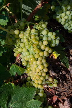Racimo de uvas blancas madurando en verano