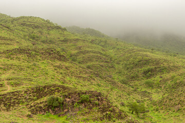 Green Landscape in salalah, oman