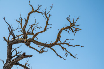 Autumn or winter tree branches without leaves against a clear blue sky.