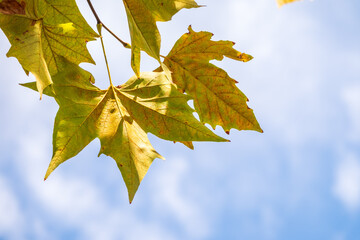 Maple branches with green and yellow leaves in autumn, in the light of sunset. Dry autumnal leaves background, golden maple tree foliage, autumn park, seasons change