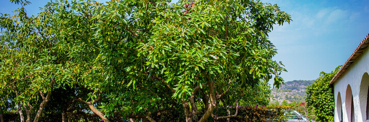 Jardin con arboles