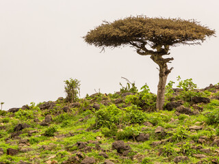 Green Landscape in salalah, oman